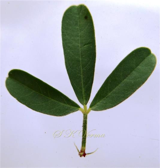  Leaf (Adaxial view)